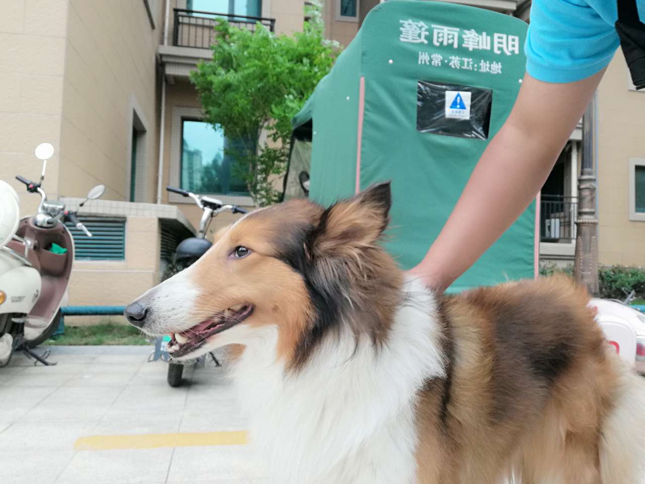 给苏牧找回主人