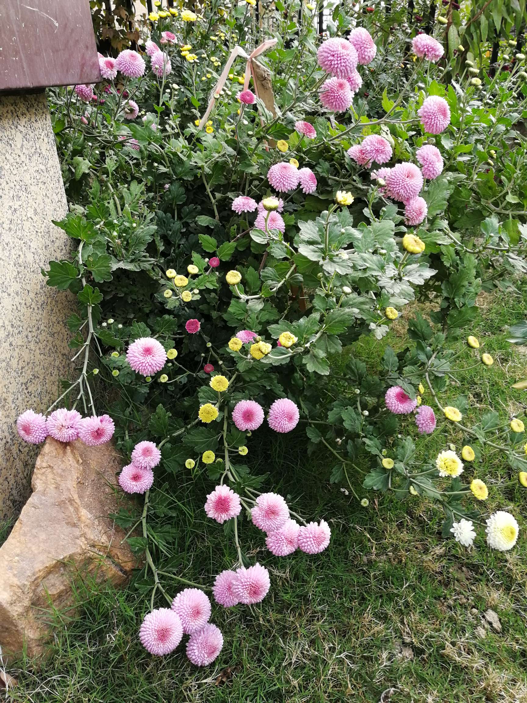 院子里的菊花开了