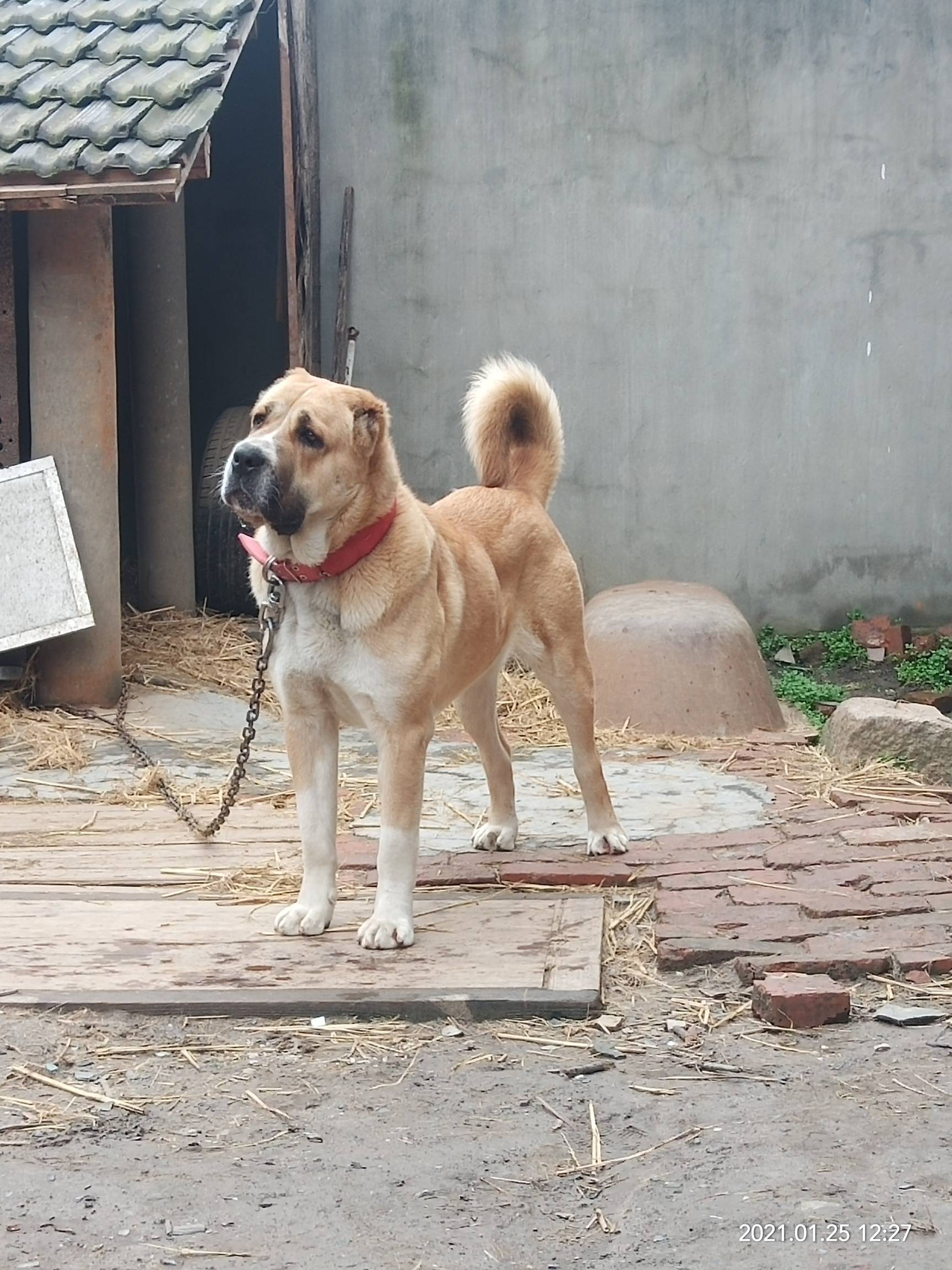 中亚猎狼犬