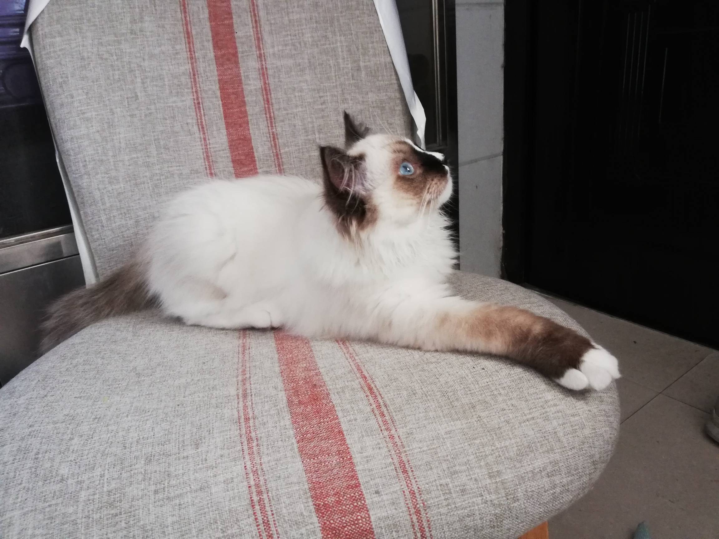 纯种流星手套色布偶猫幼猫1500元转