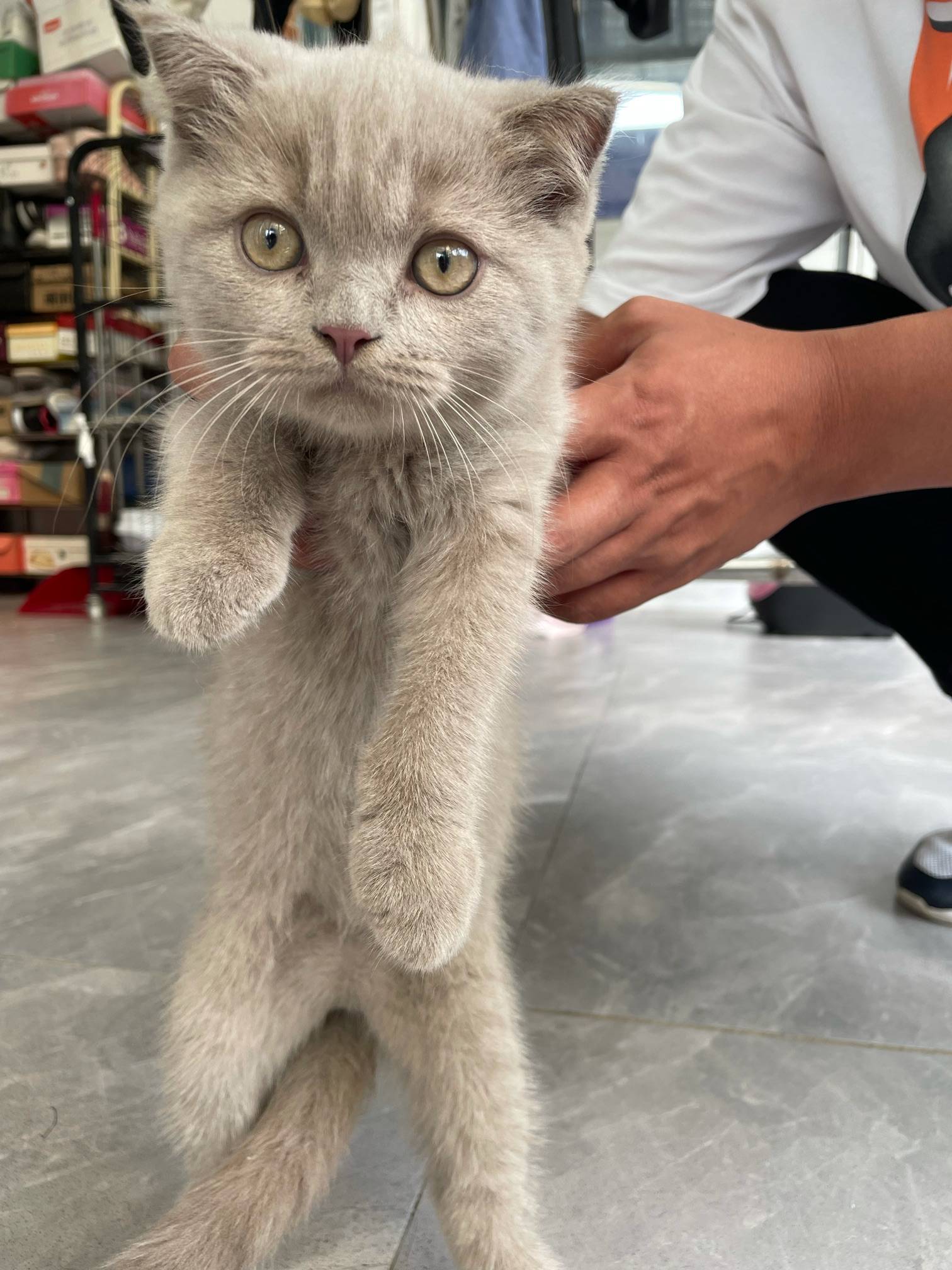 家养稀缺色丁香色蓝猫