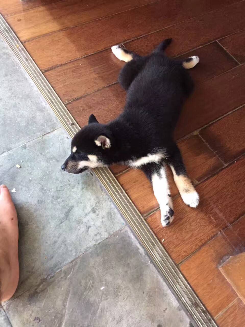 出售一只三月大黑色柴犬|宠物买卖-丹阳翼网 -