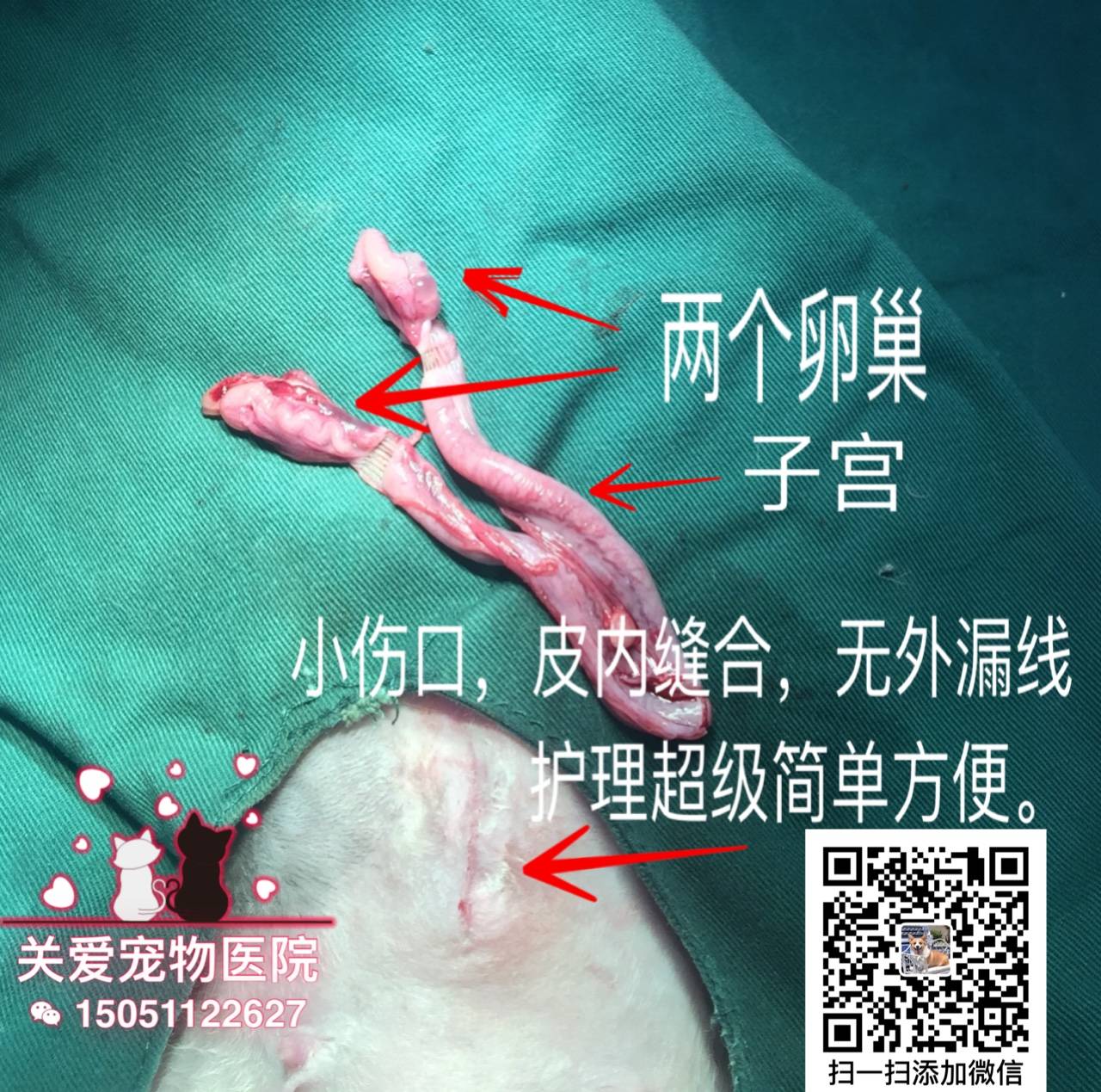 母猫绝育手术来我家做就对了嘻嘻