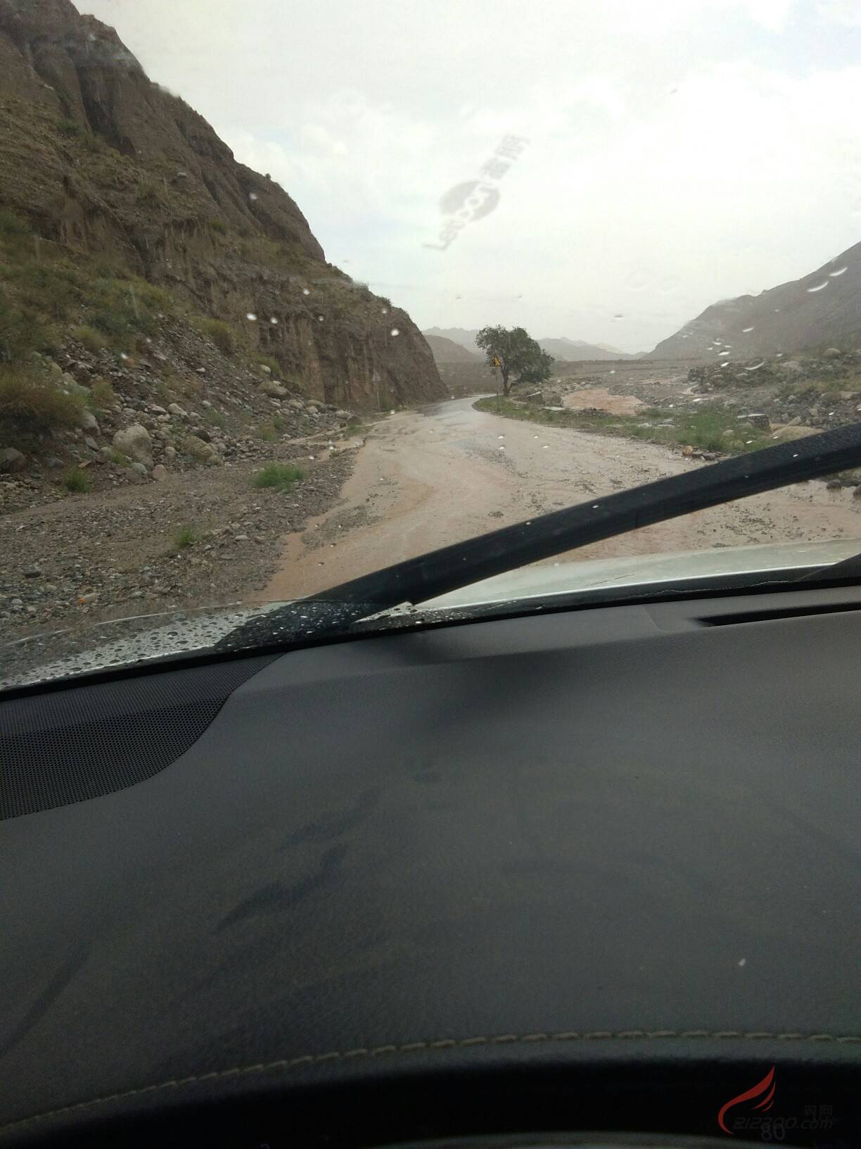 迎客树八十余里山路仅此一棵树