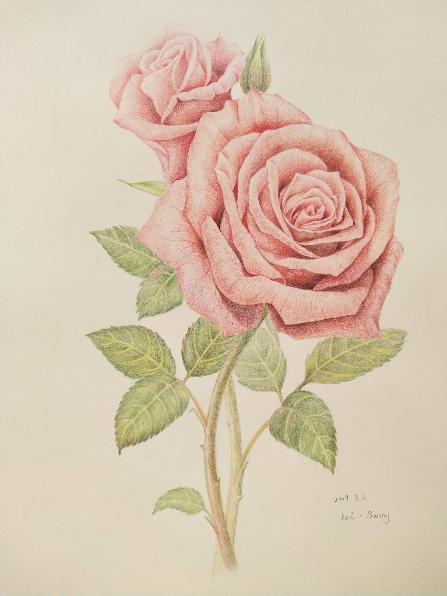 彩铅玫瑰花