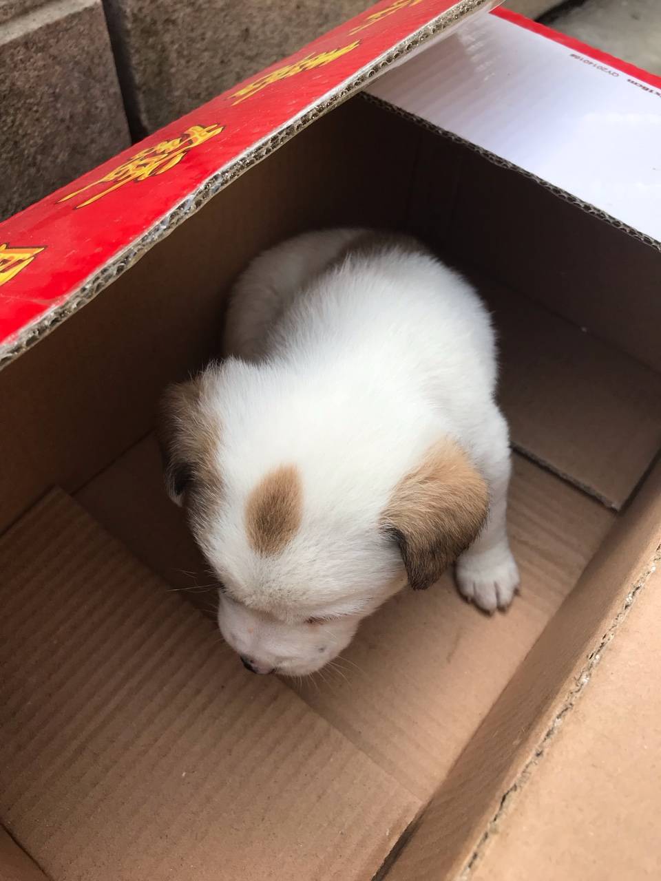 捡到一个小奶狗求领养