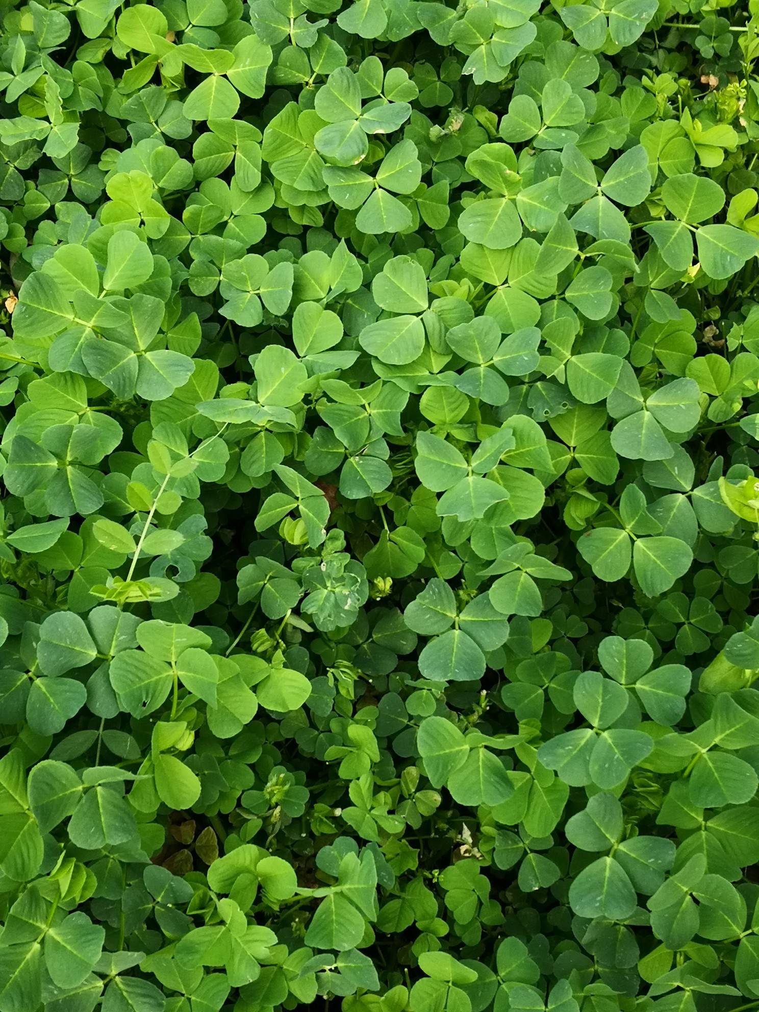 金花菜 禁忌图片