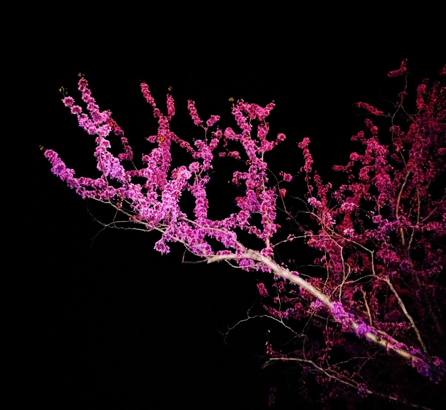 孤灯夜上芳华自赏