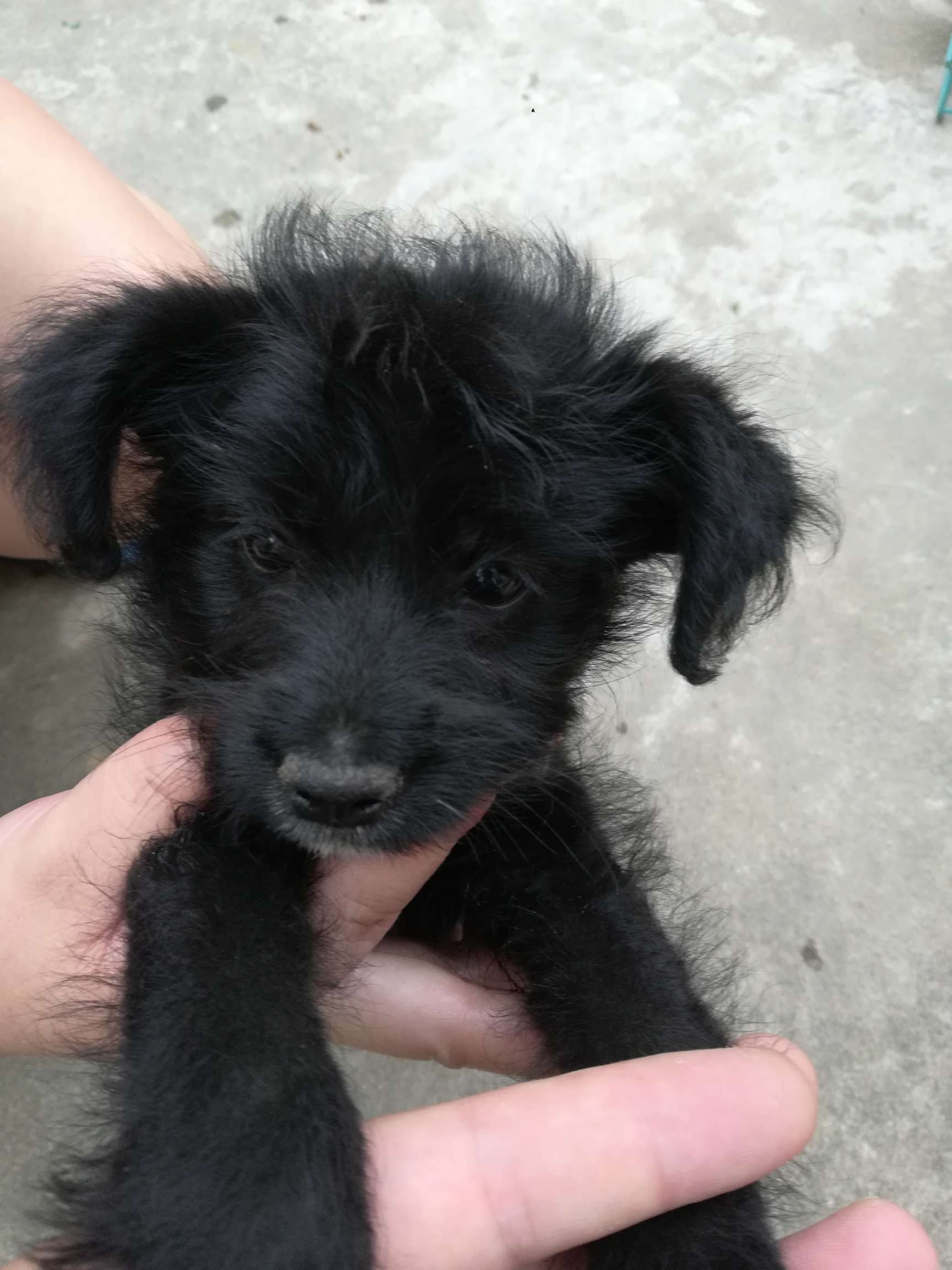 黑色泰迪串串 公狗一只 免费领养