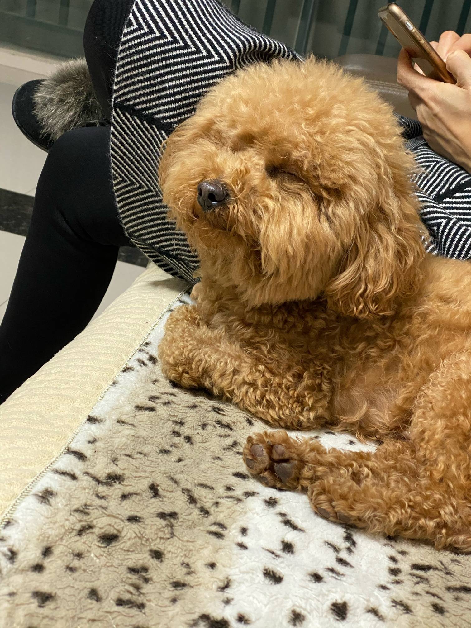 寻狗启示本人丢失一只咖啡色泰迪请好心人与我联系当面酬谢