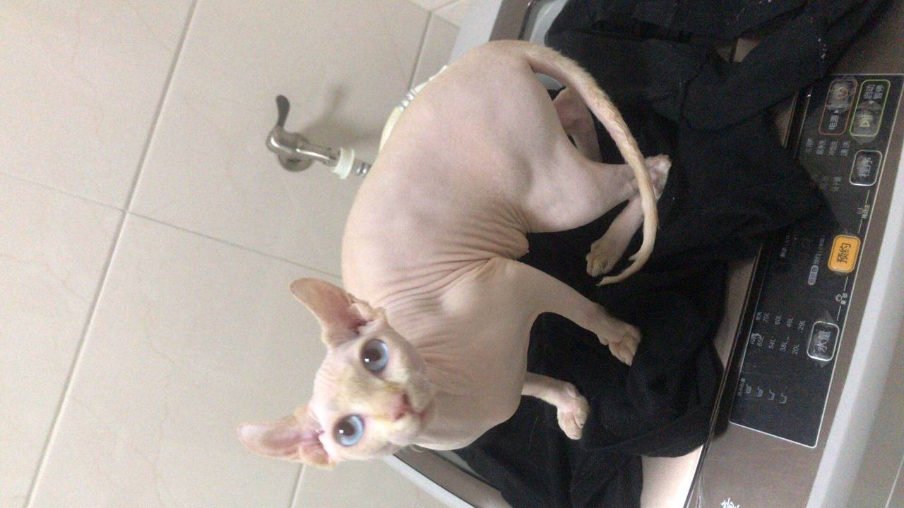 小卷耳粉皮斯芬克斯找新主人