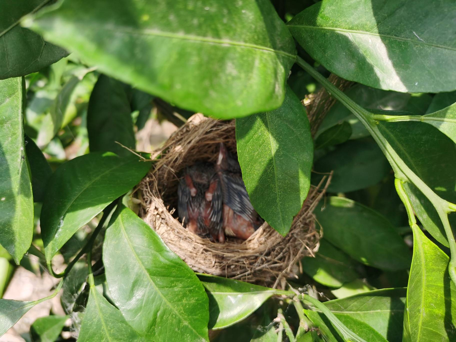 橘子树杈上发现一窝鸟鸟巢筑得好精细