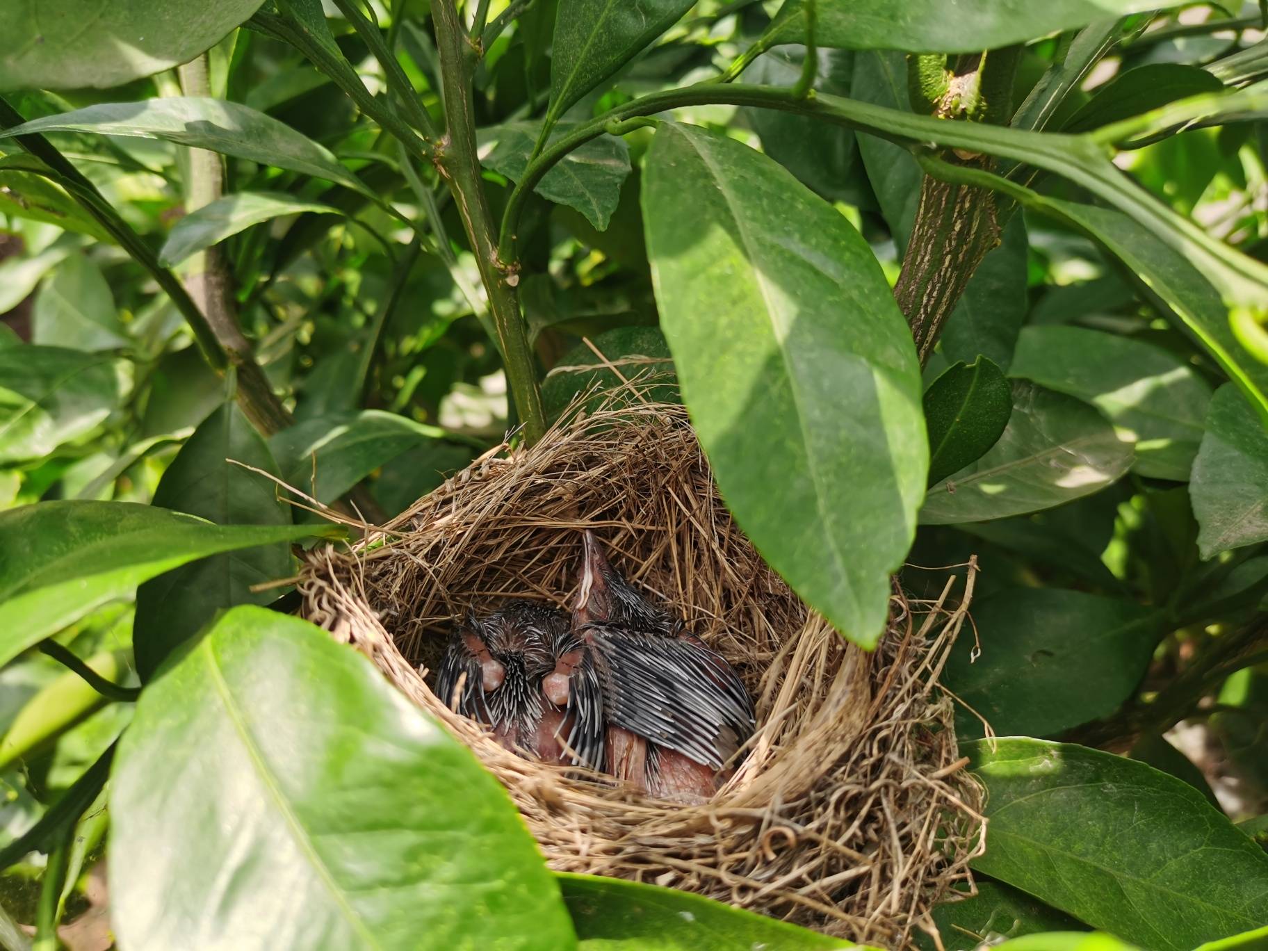橘子树杈上发现一窝鸟鸟巢筑得好精细