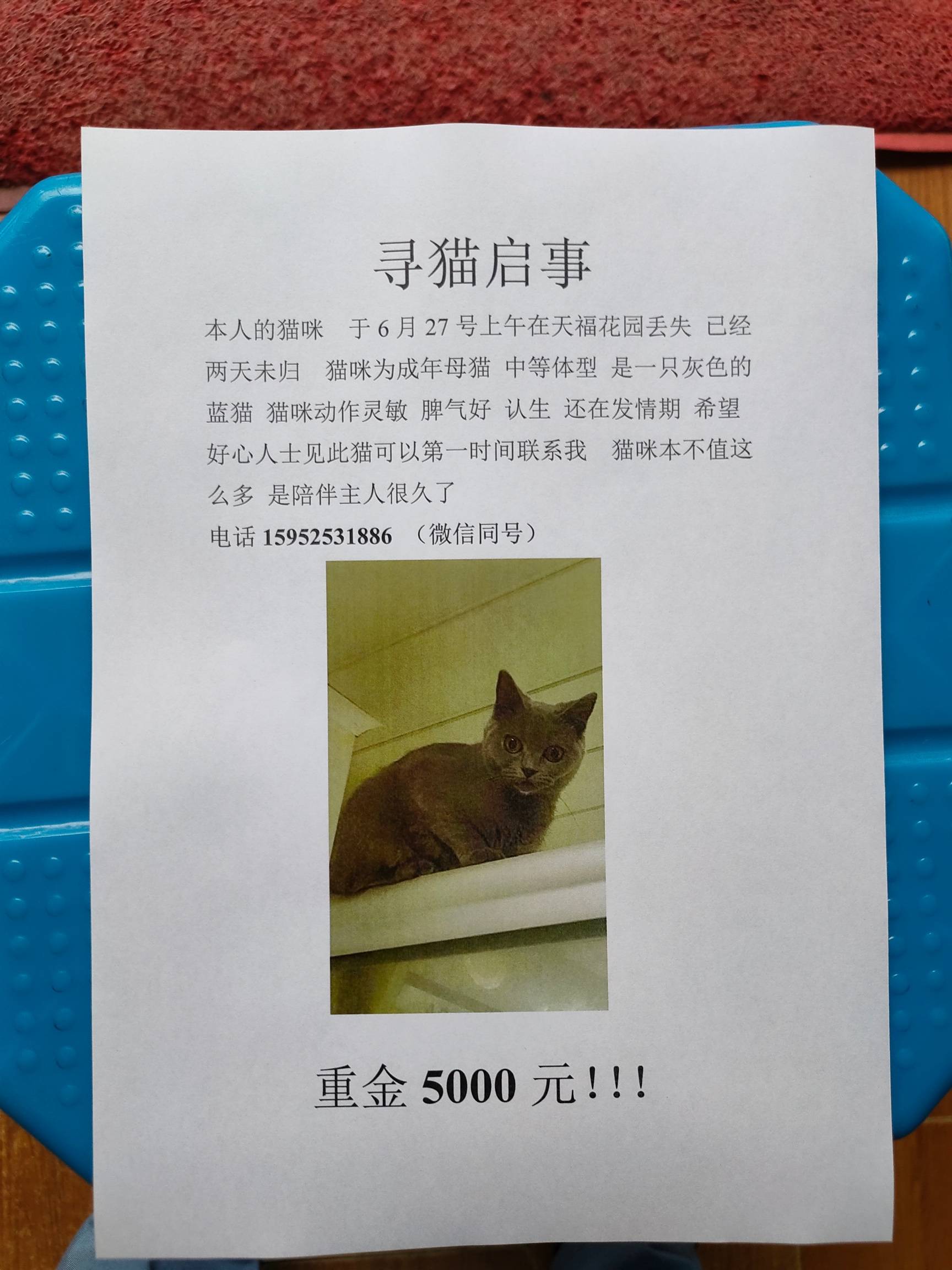 悬赏赏猫 悬赏万元寻猫却"毁约,信用丢了还能靠悬赏找回吗?