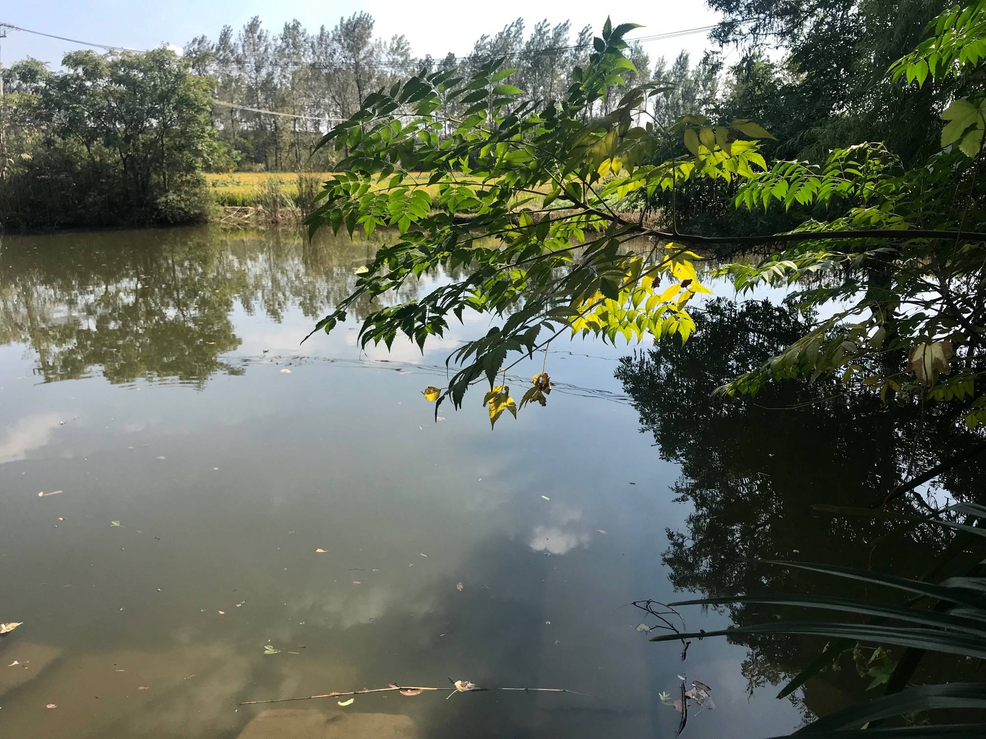 池塘里的水清澈见底犹如一面硕大的银镜