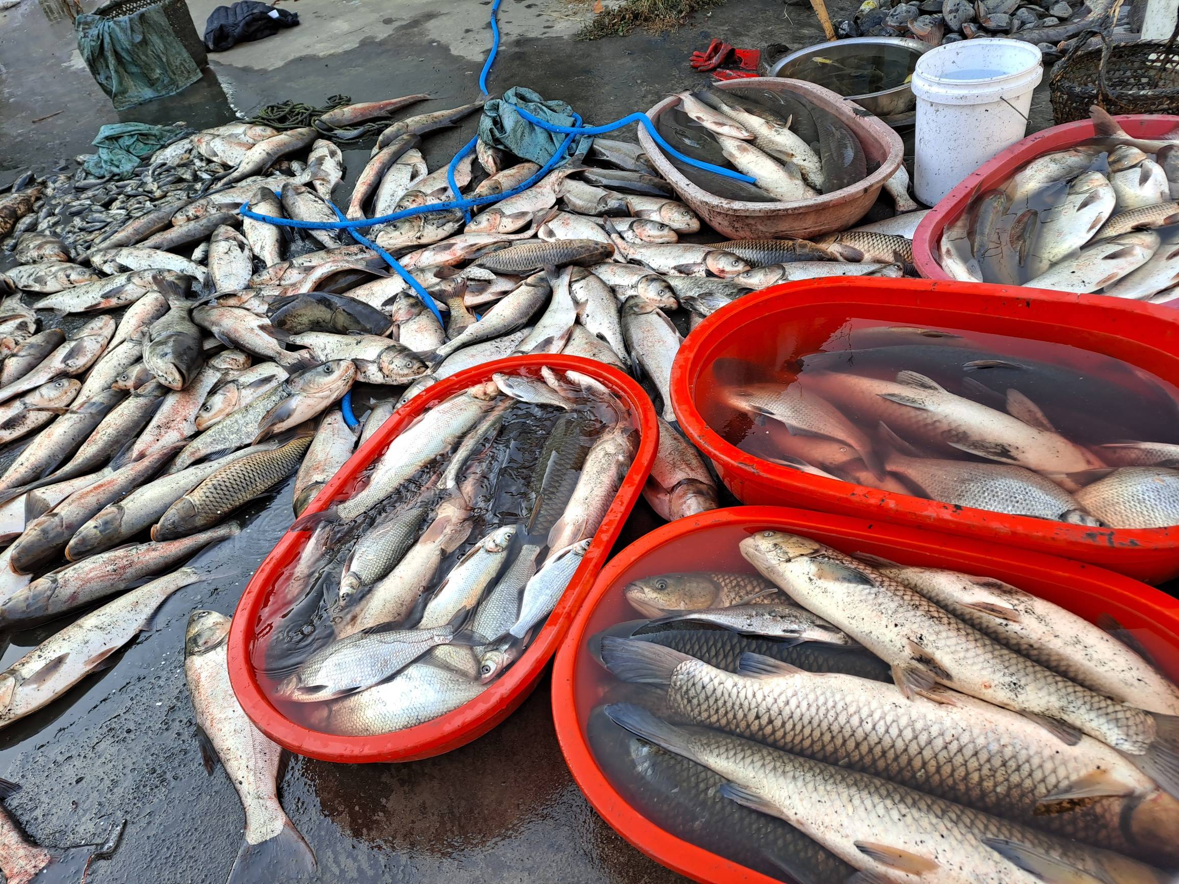 打塘分鱼!农村人过年的快乐!