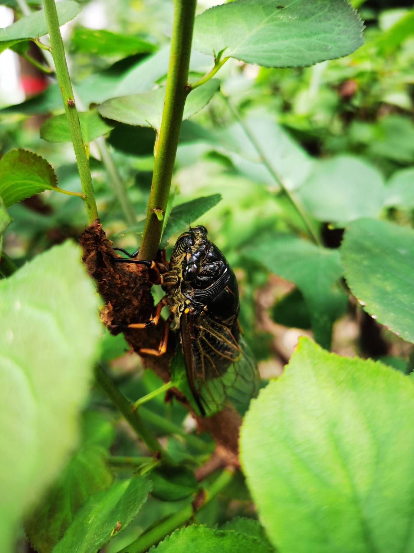 小区里的树干上发现好多知了