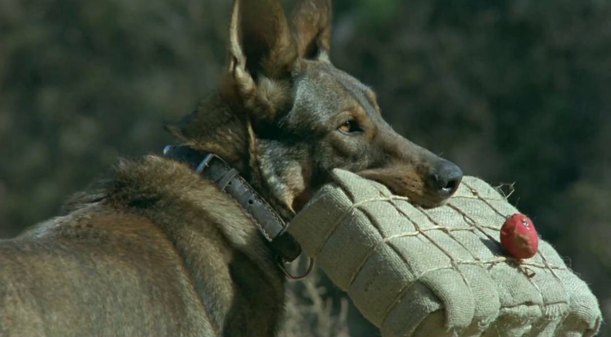 八十年代警犬老电影图片