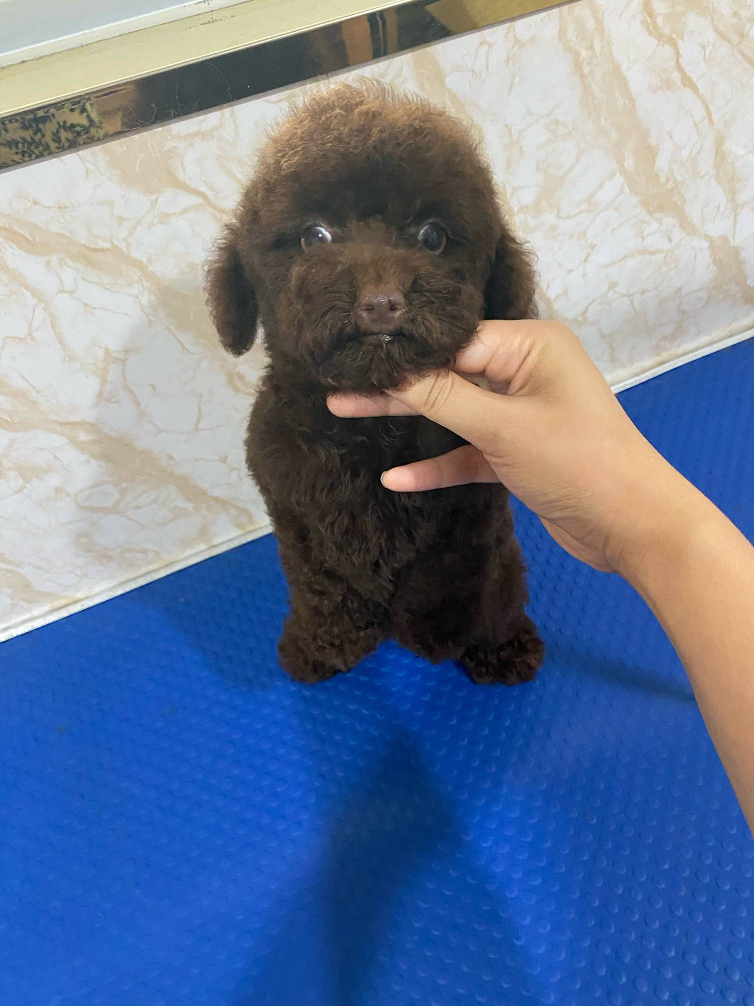 小体泰迪成年56斤公母都有哦