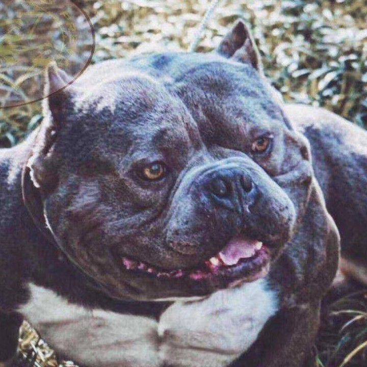 纯种美国恶霸犬黑暗领主女儿